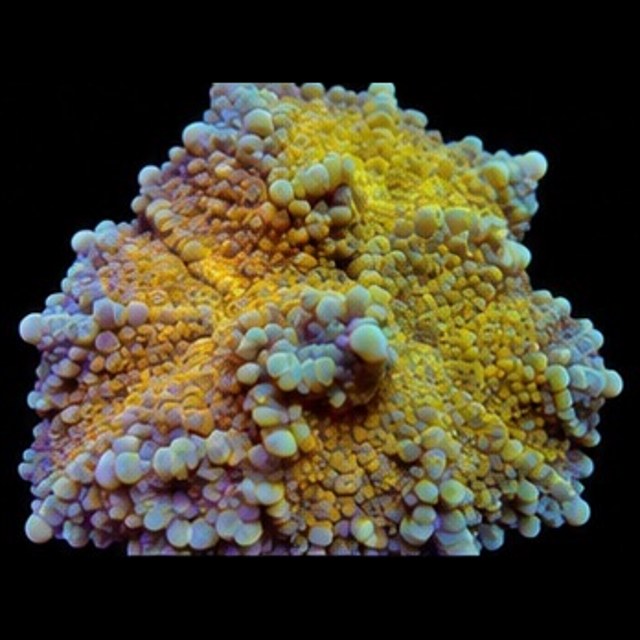 Assorted Yuma Mushroom