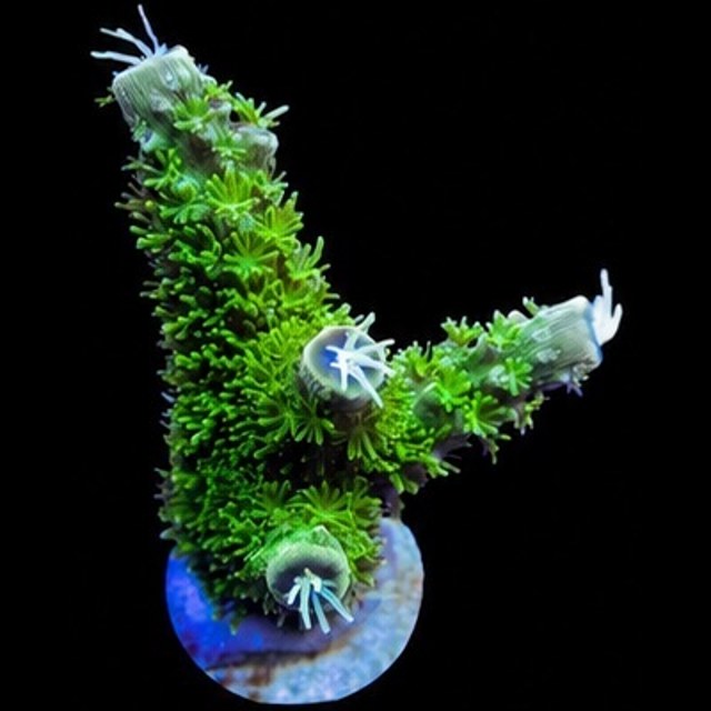 Bali Green Slimer Acropora