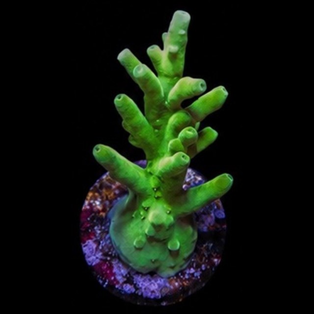 Green Dragon Acropora Echinata