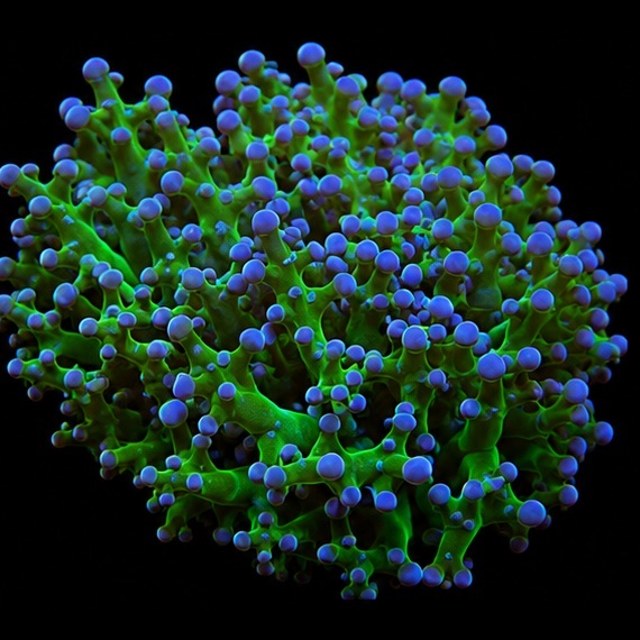Hulk Frogspawn