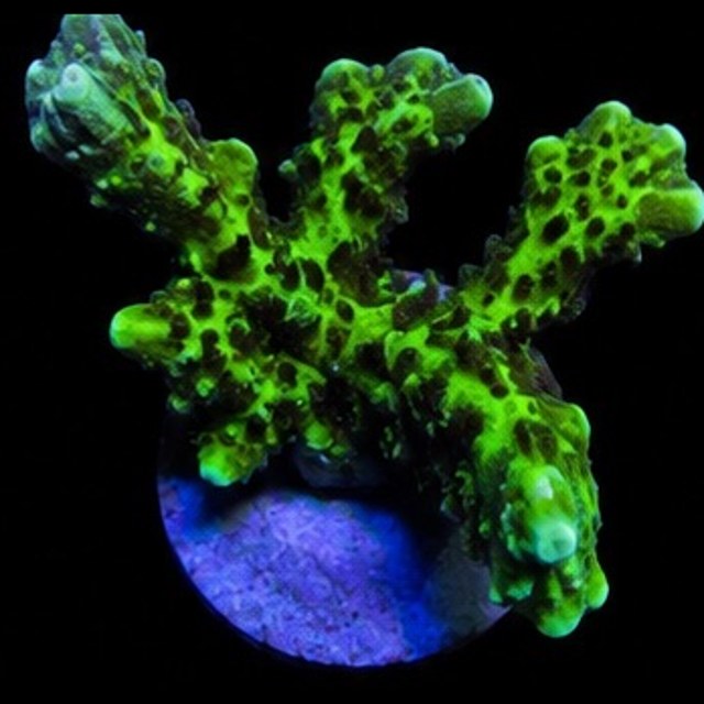 Montipora Spongodes