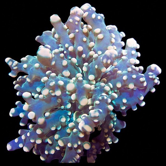 Peach Tipped Octospawn