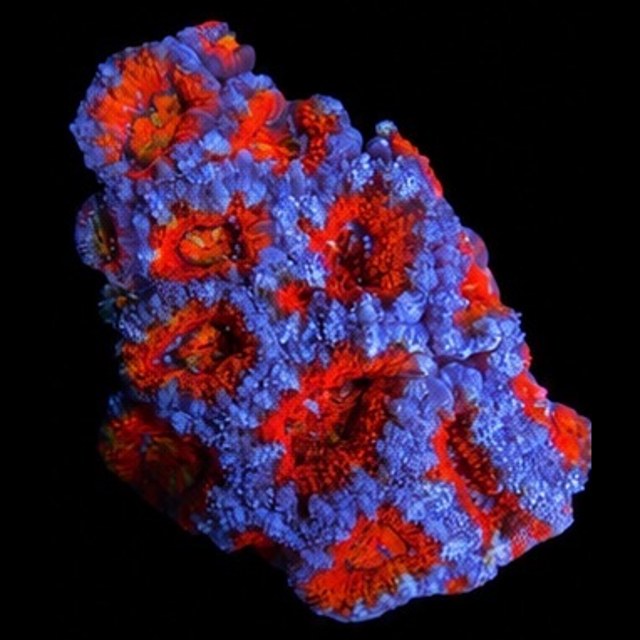 Ultra Acan Lord