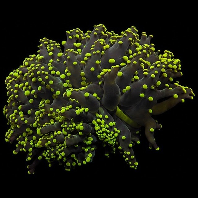 Yellow Tipped Octospawn