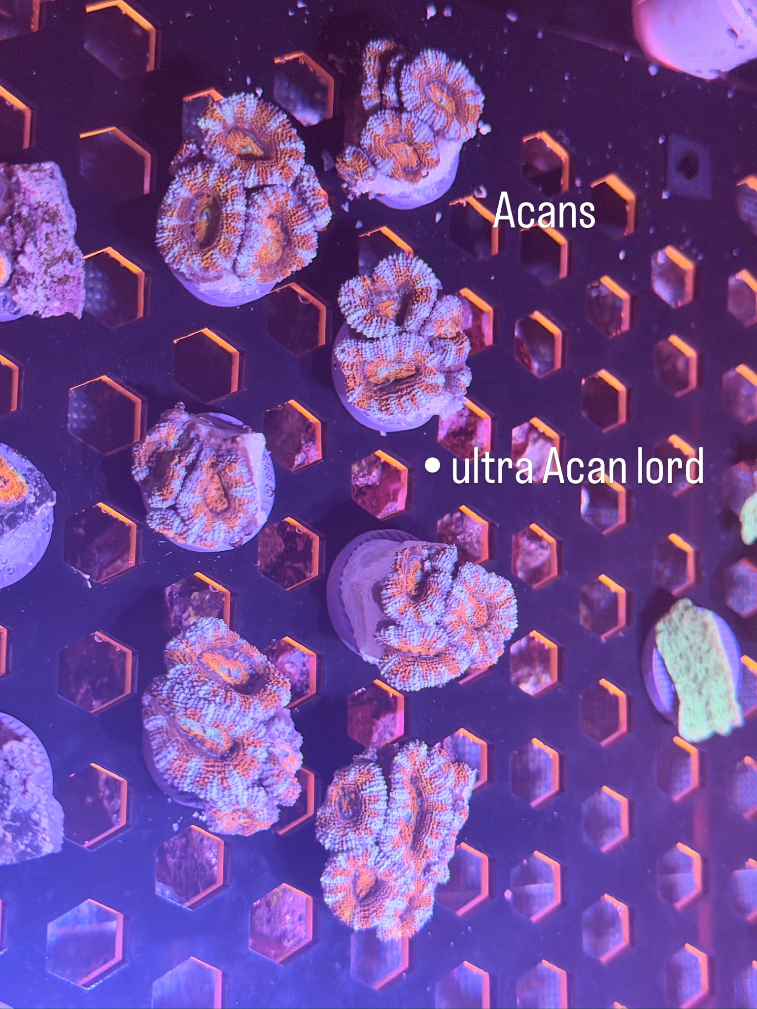 Acans & Ultra Acan Lords