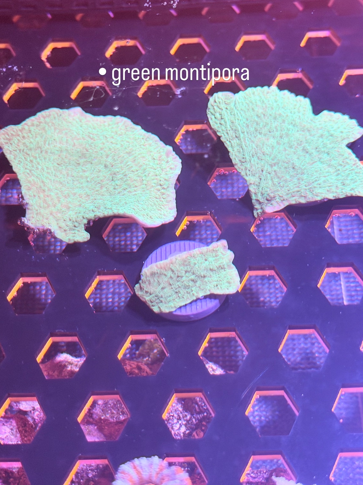 Green Montipora