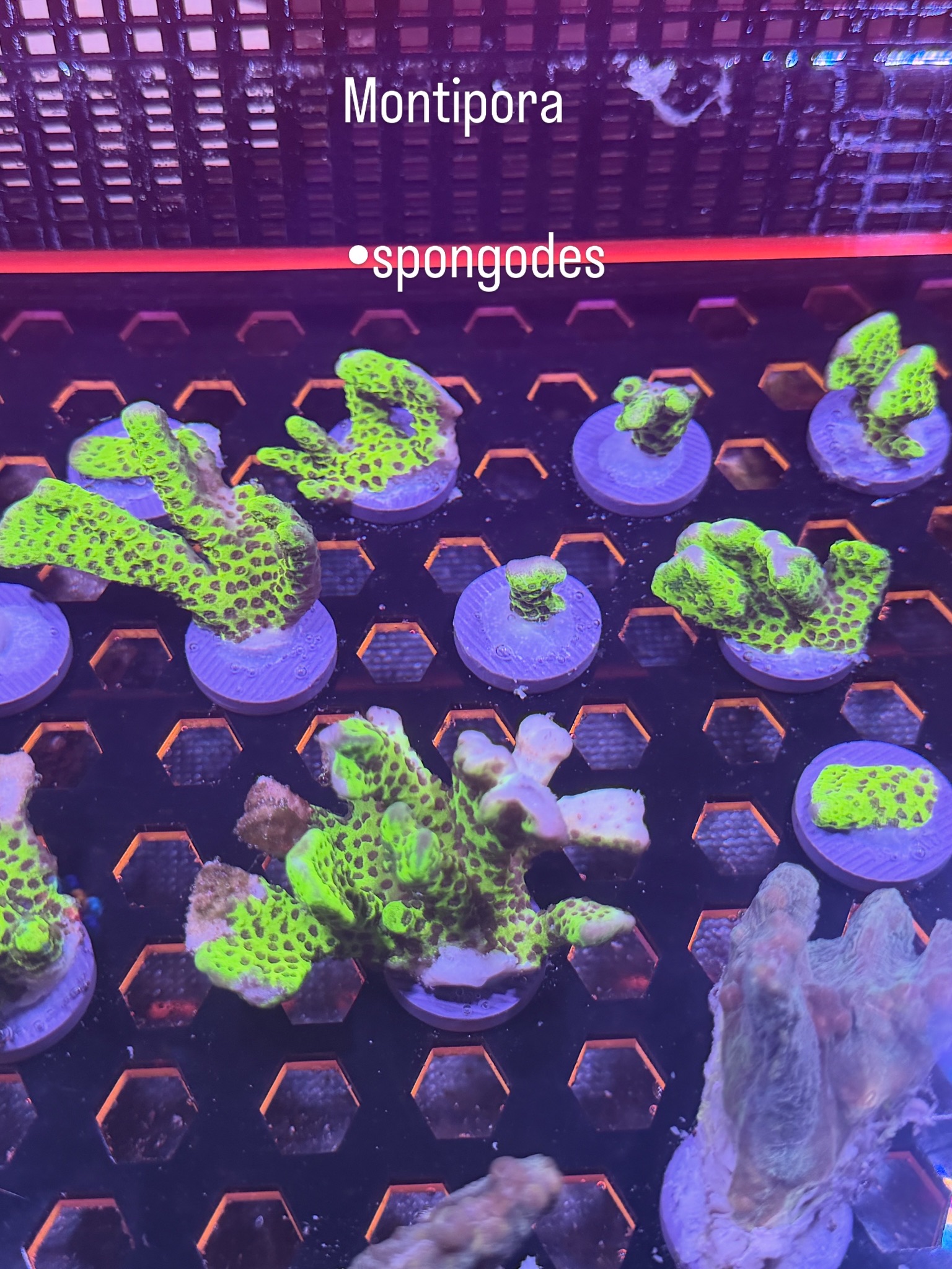 Montipora Spongodes