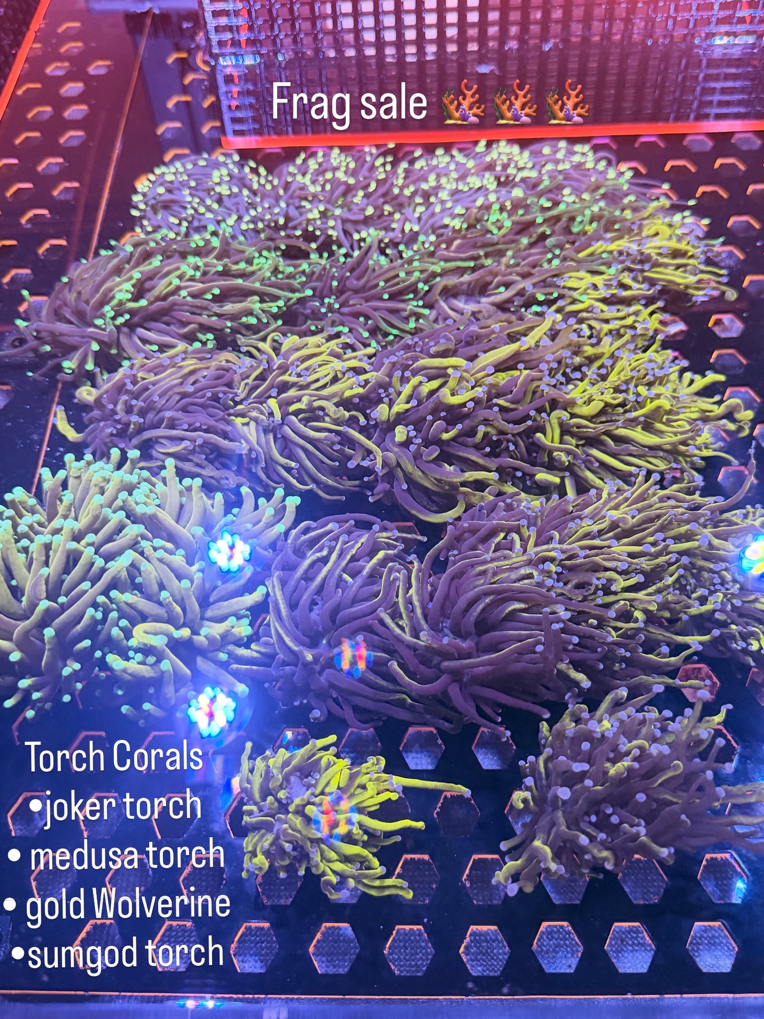 Torch Corals