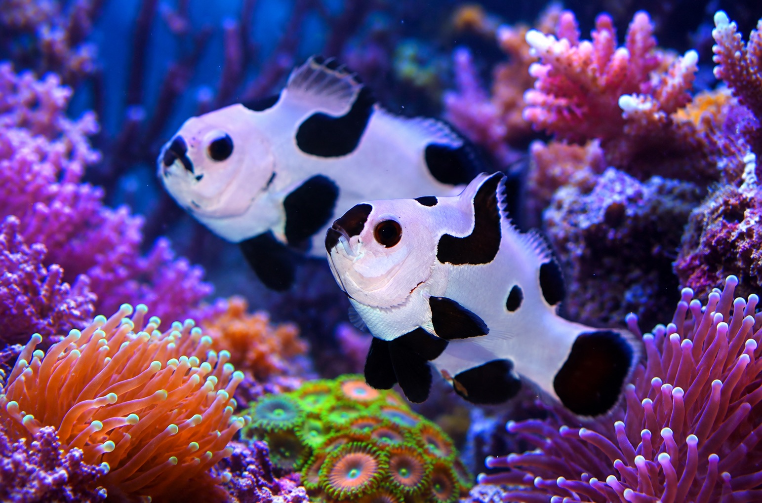 Black Storm exotic clownfish