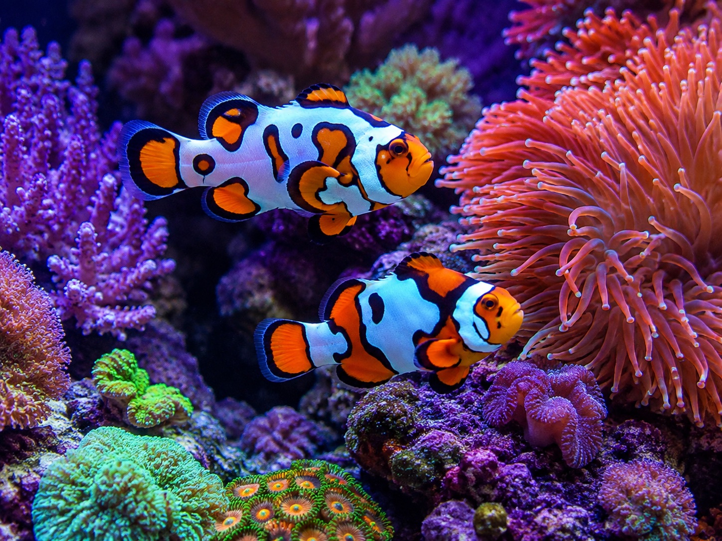 Picasso Percula exotic clownfish