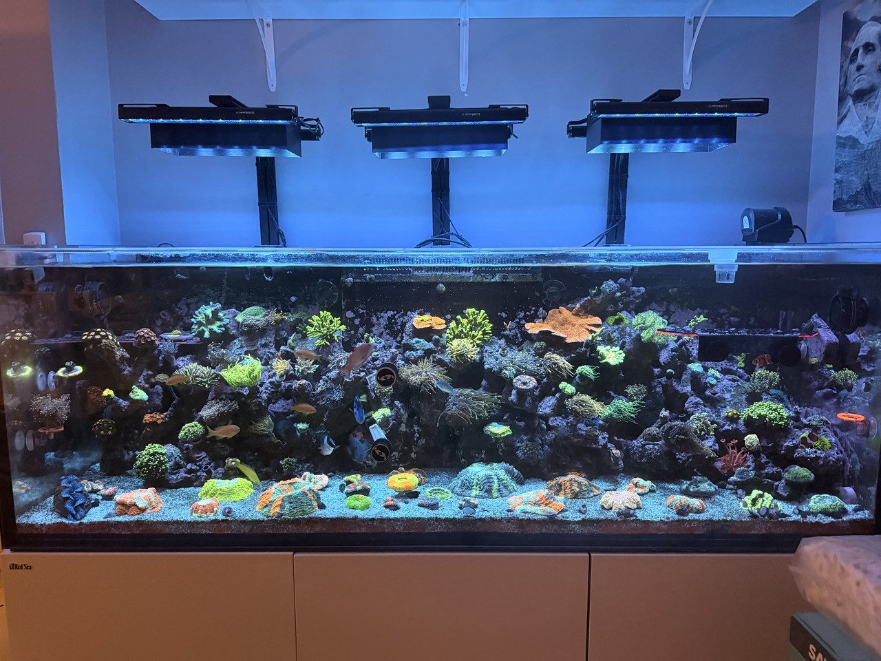 Recent reef work by Exotic Reefing