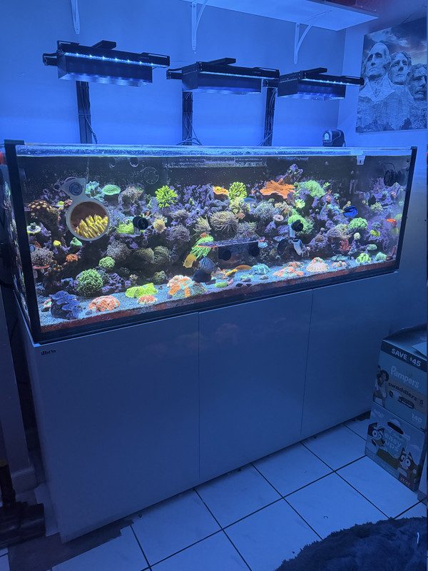 Recent reef work by Exotic Reefing