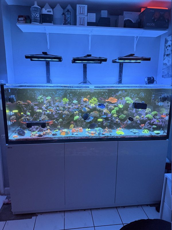 Mixed reef display, custom lighting