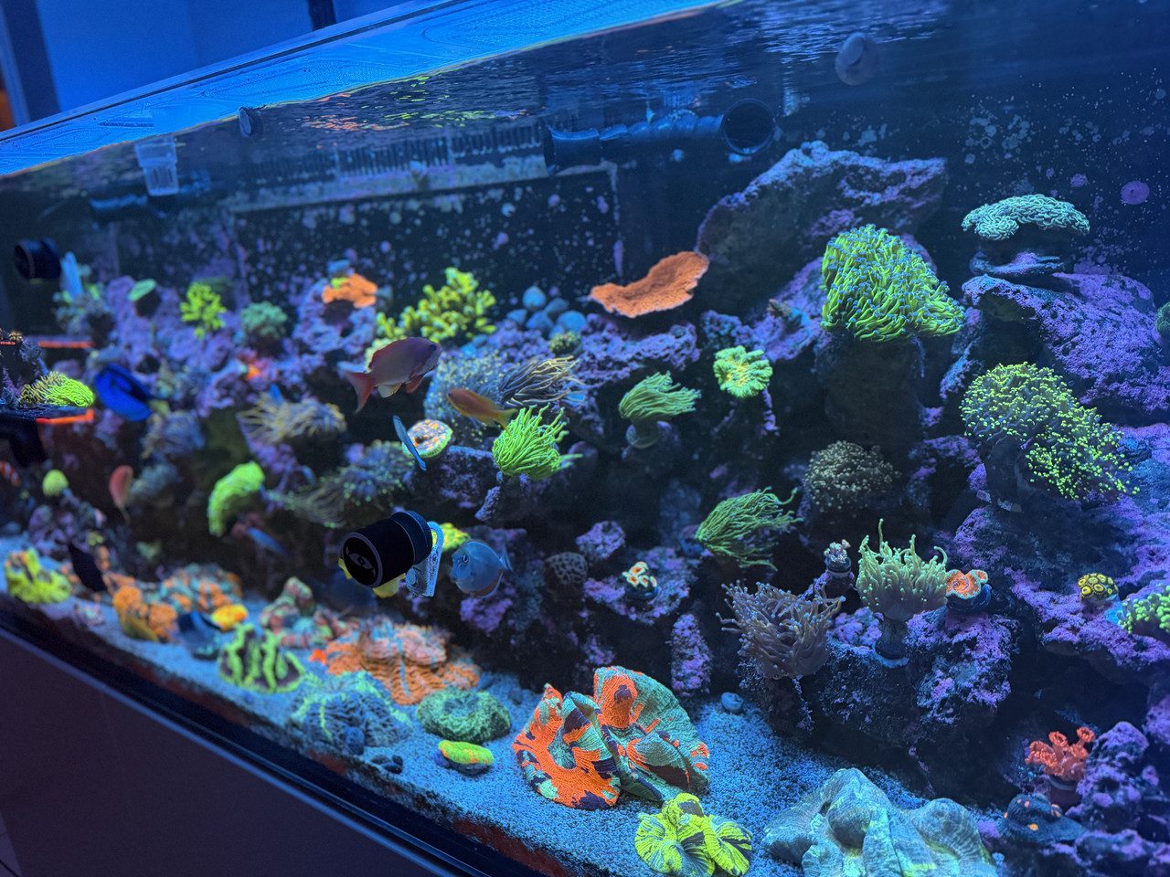 Thriving reef aquascape