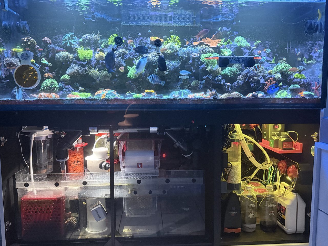 Reef build with tidy sump plumbing