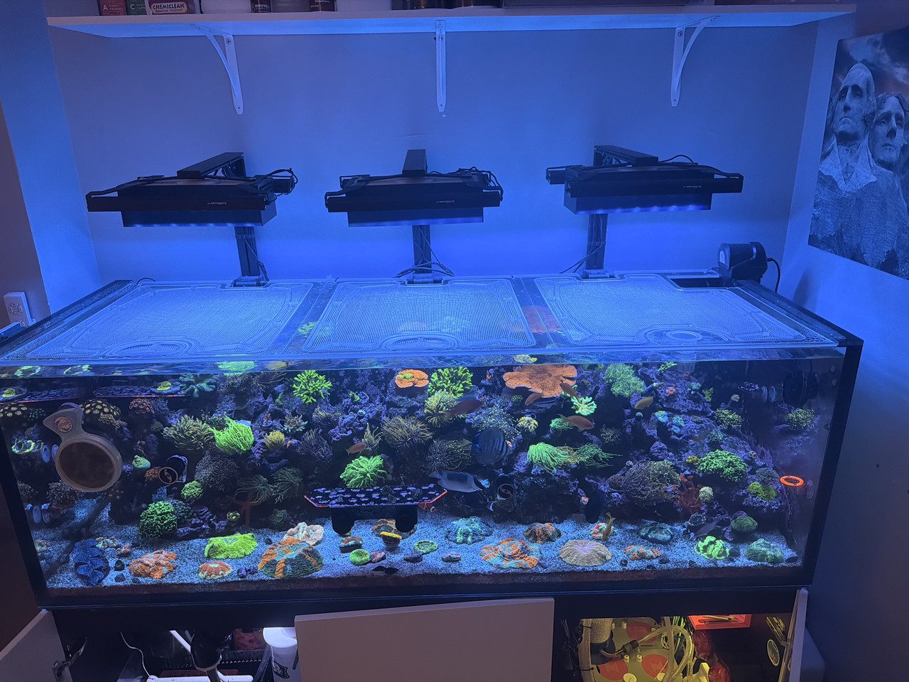 Wide reef build with three-light array