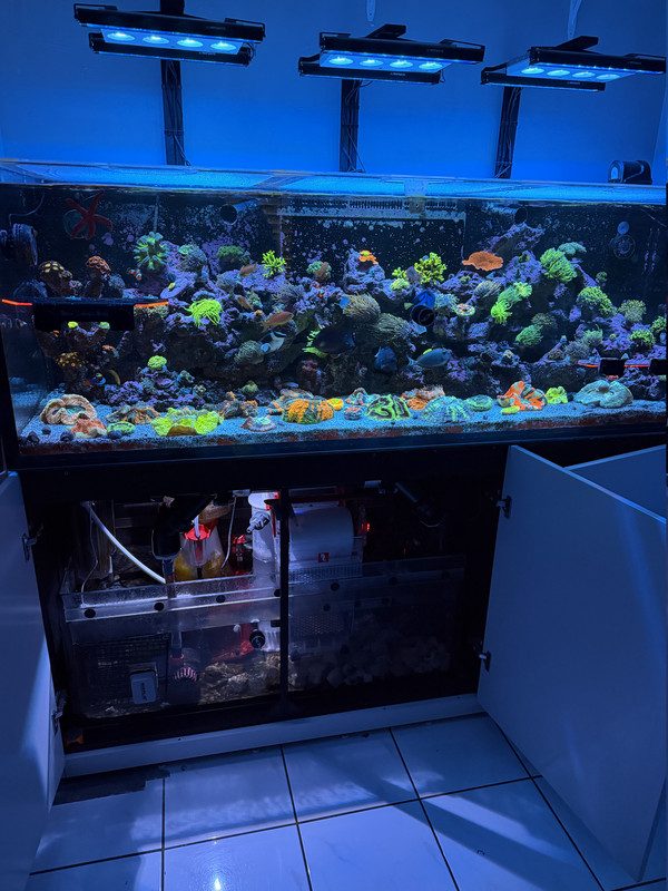 Mixed reef with sump & auto top-off