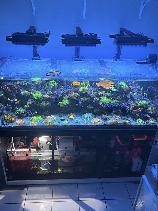 Reef display with reactors & dosing
