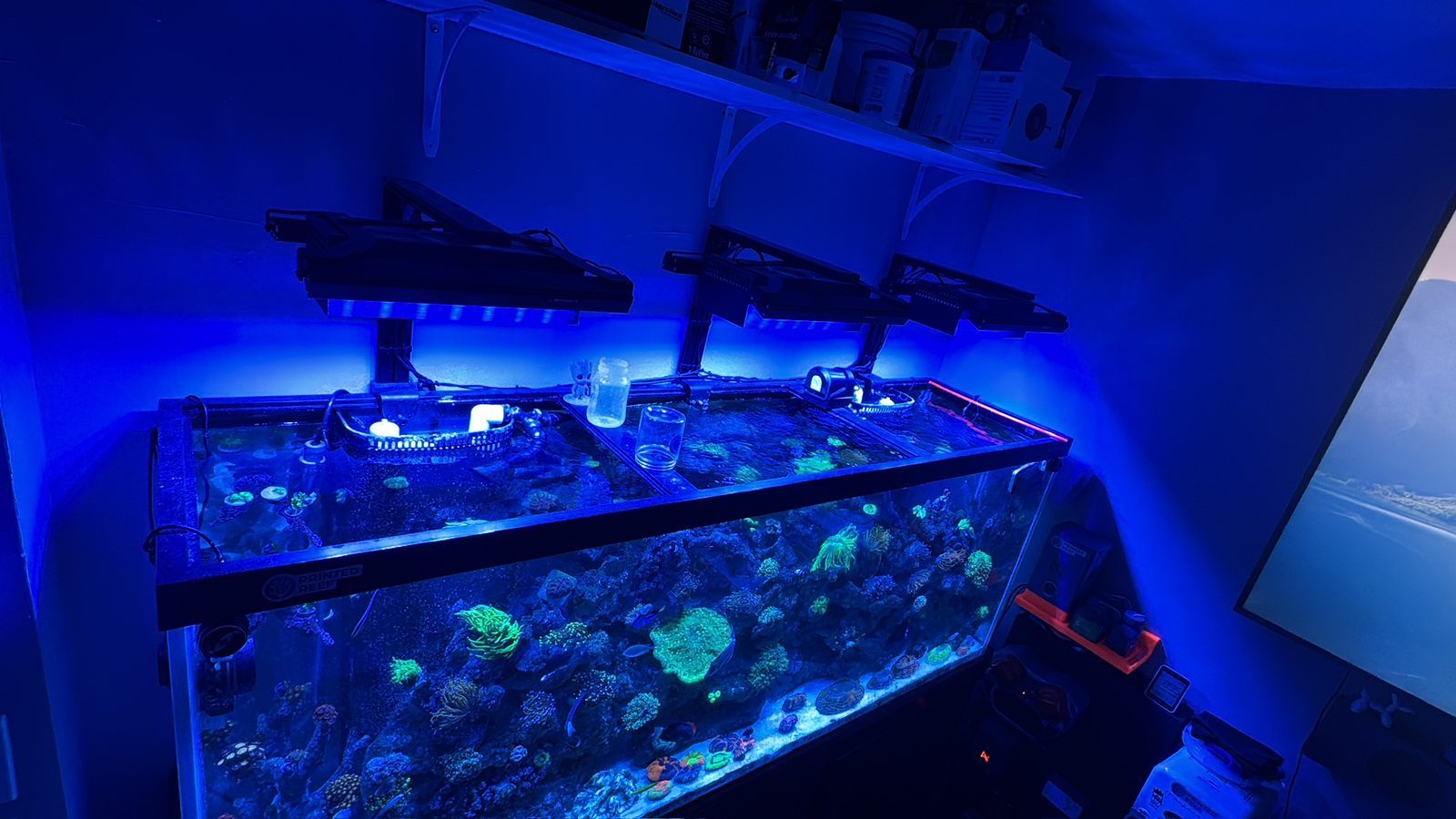 Wide reef build, actinic lighting