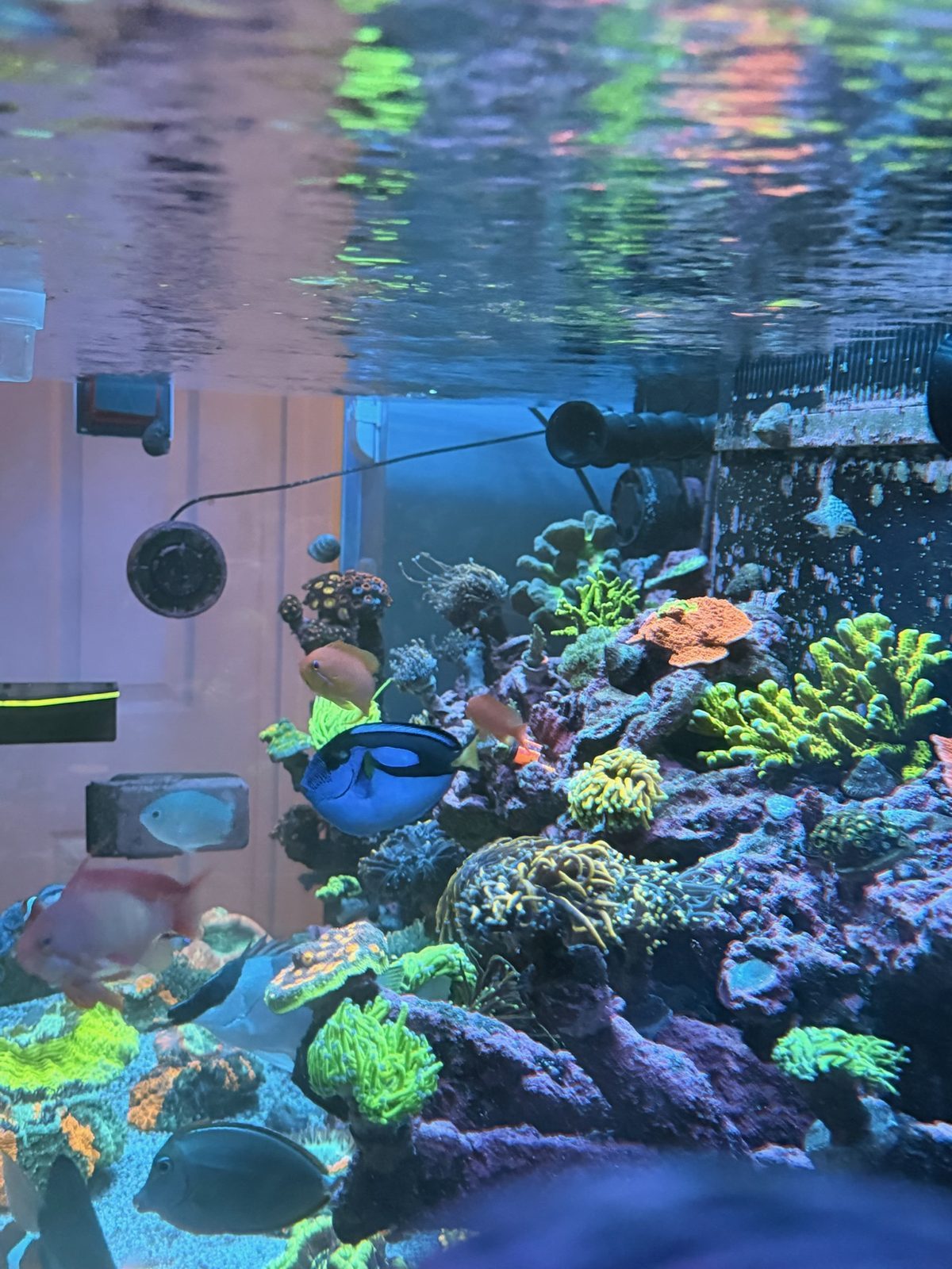 Thriving reef with tangs & SPS