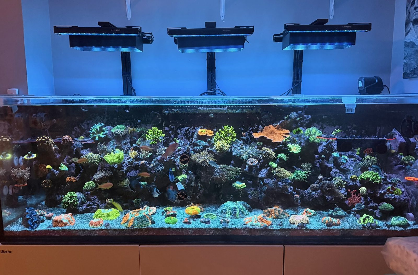 Recent reef work by Exotic Reefing